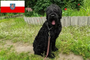 Read more about the article Orosz fekete terrier tenyésztő és kölykök Türingiában