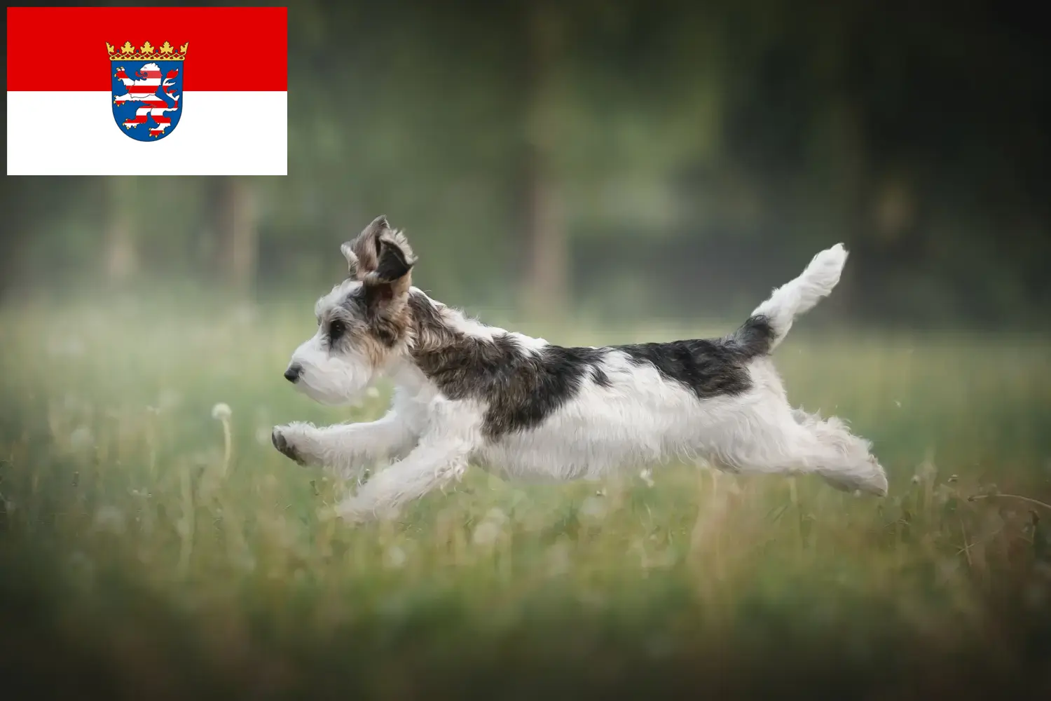 Read more about the article Petit Basset Griffon Vendéen tenyésztők és kiskutyák Hessenben