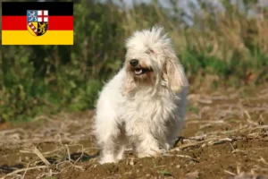 Read more about the article Petit Basset Griffon Vendéen tenyésztők és kölykök Saarlandban