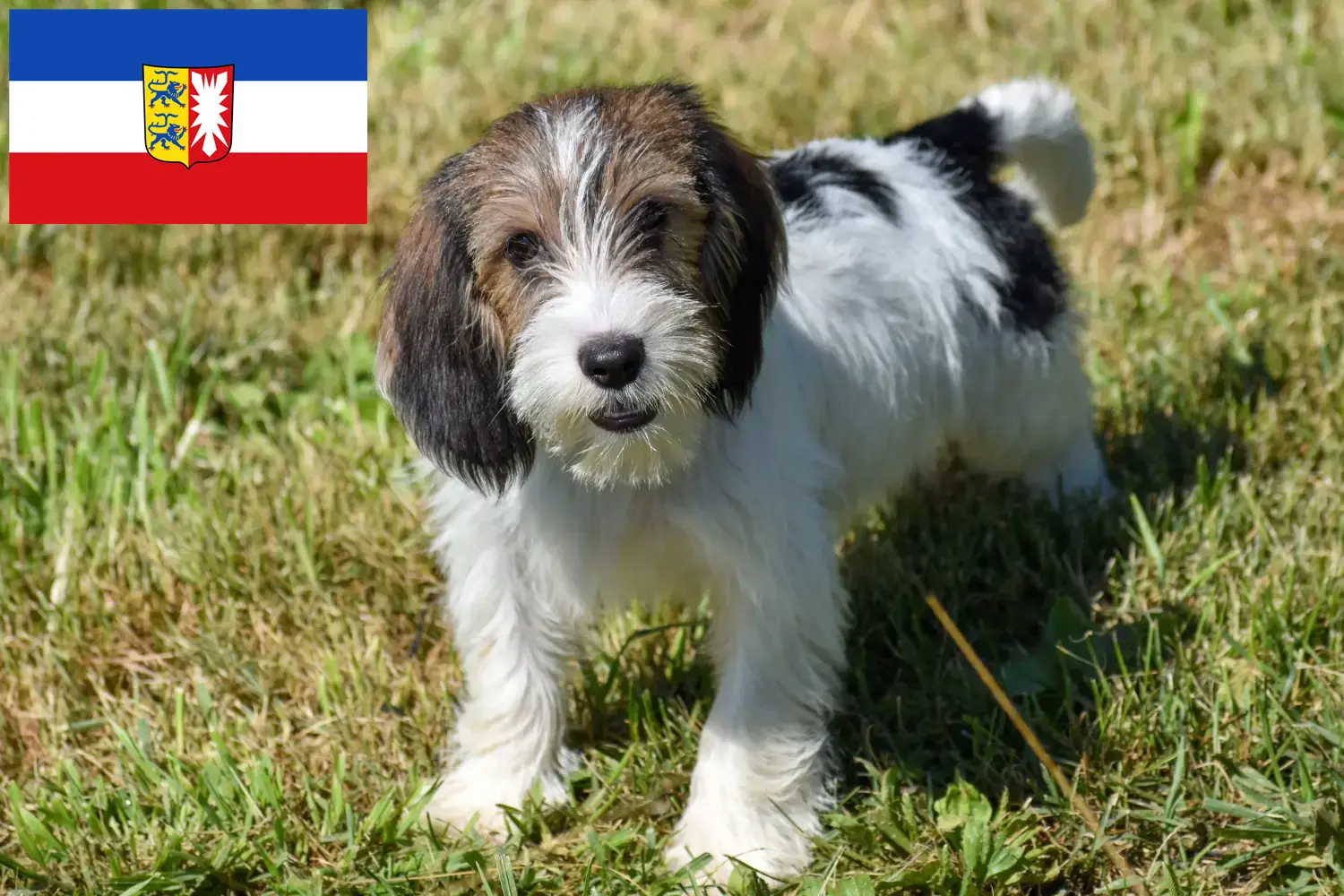 Read more about the article Petit Basset Griffon Vendéen tenyésztők és kölykök Schleswig-Holstein tartományban