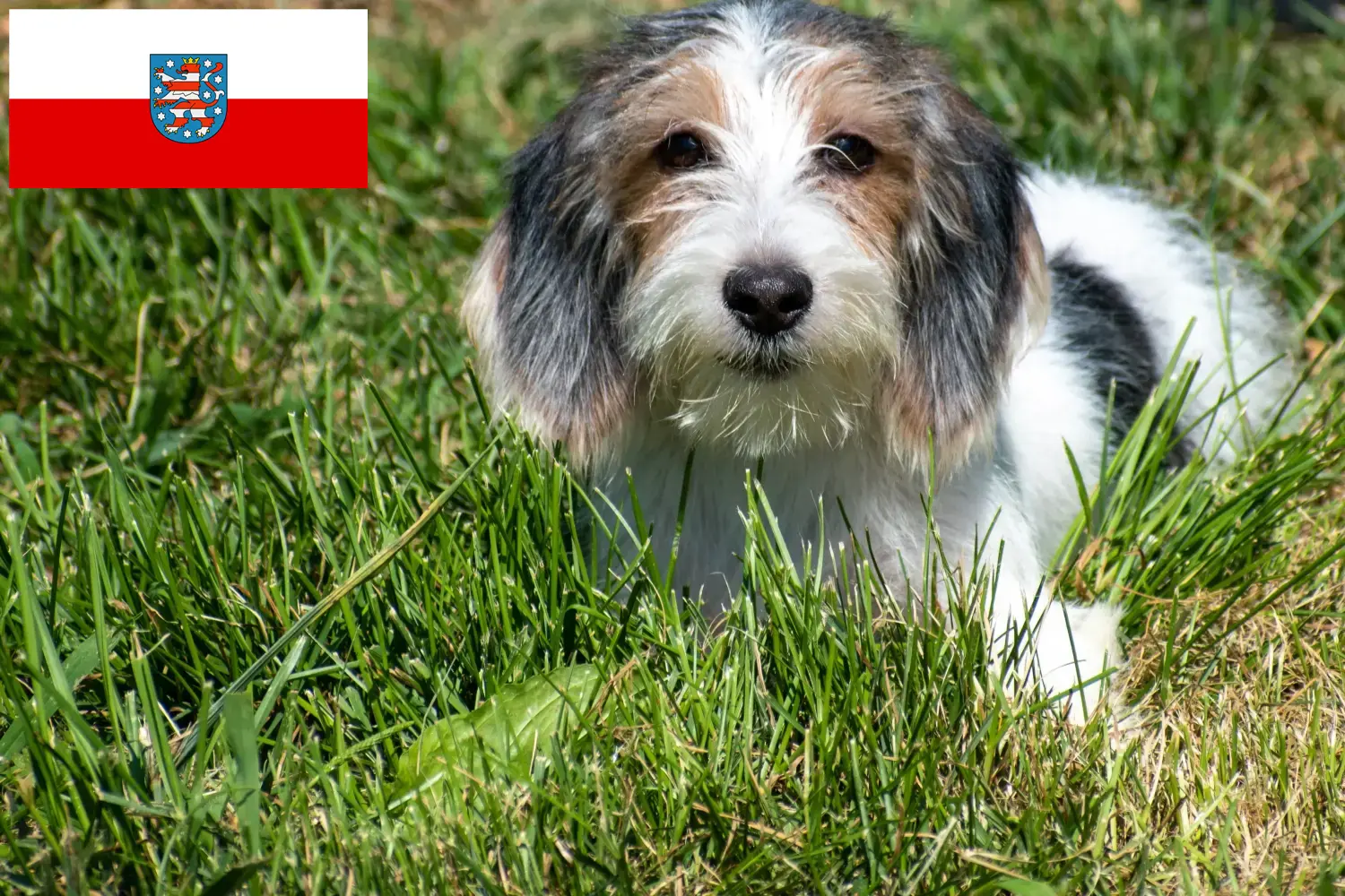 Read more about the article Petit Basset Griffon Vendéen tenyésztők és kölykök Türingiában