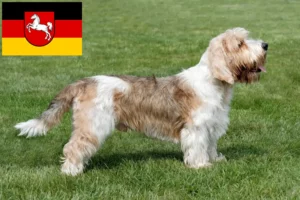 Read more about the article Petit Basset Griffon Vendéen tenyésztők és kiskutyák Alsó-Szászországban