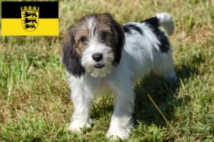 Read more about the article Petit Basset Griffon Vendéen tenyésztők és kölykök Baden-Württembergben