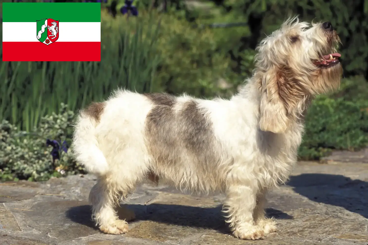 Read more about the article Petit Basset Griffon Vendéen tenyésztők és kiskutyák Észak-Rajna-Vesztfália területén