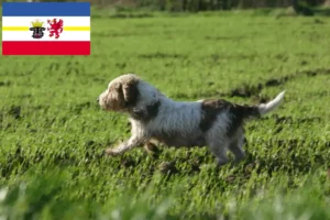 Read more about the article Petit Basset Griffon Vendéen tenyésztők és kiskutyák Mecklenburg-Vorpommern tartományban