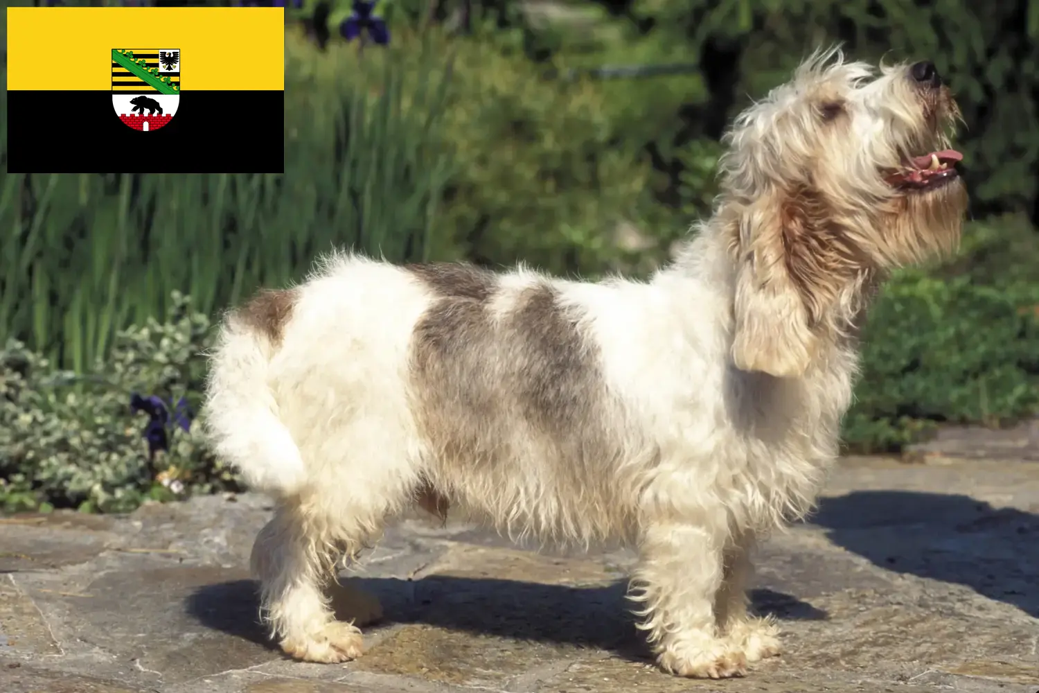 Read more about the article Petit Basset Griffon Vendéen tenyésztők és kiskutyák Szász-Anhalt tartományban