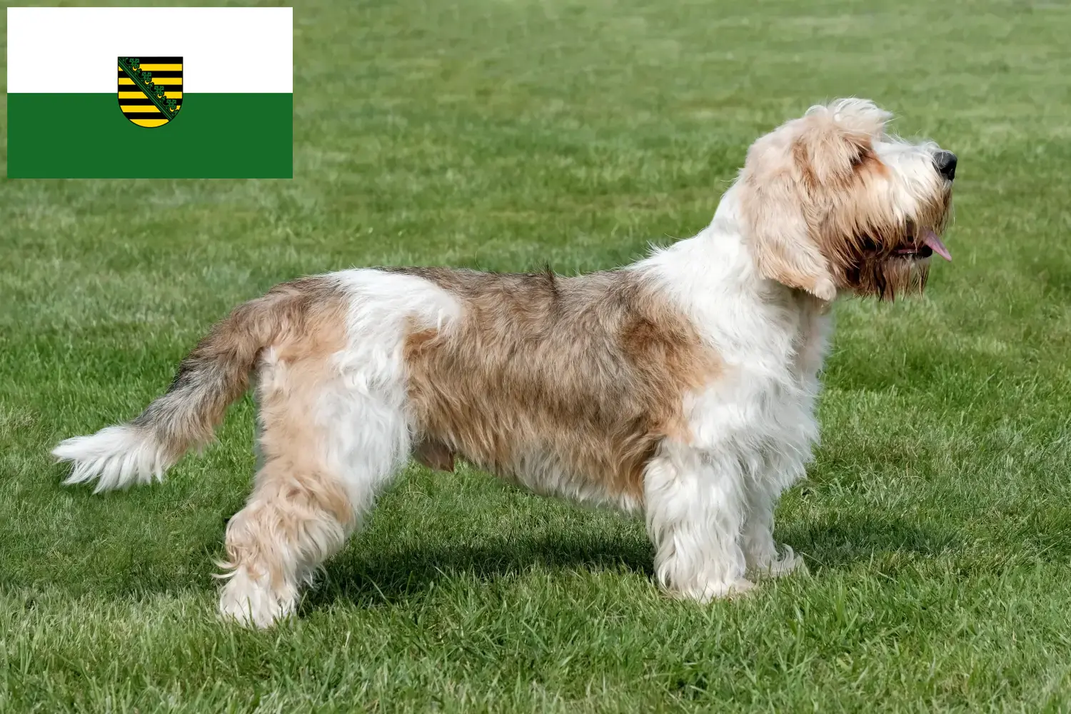 Read more about the article Petit Basset Griffon Vendéen tenyésztők és kiskutyák Szászországban