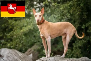 Read more about the article Podenco tenyésztők és kiskutyák Alsó-Szászországban