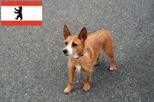 Read more about the article Podenco tenyésztők és kiskutyák Berlinben