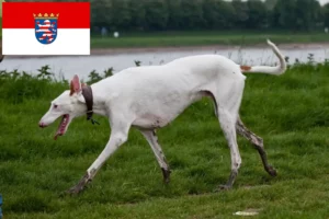 Read more about the article Podenco tenyésztők és kiskutyák Hessenben