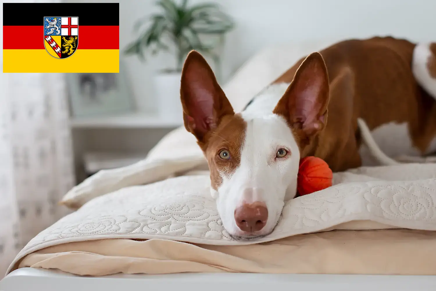 Read more about the article Podenco tenyésztők és kölykök Saarlandban