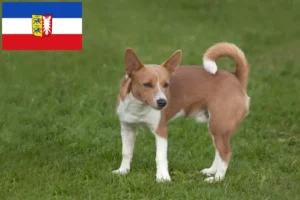 Read more about the article Podenco tenyésztők és kiskutyák Schleswig-Holstein tartományban