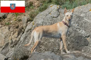 Read more about the article Podenco tenyésztők és kiskutyák Türingiában