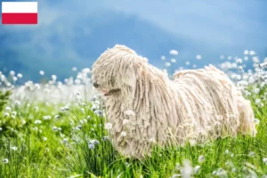 Read more about the article Puli tenyésztők és kiskutyák Lengyelországban