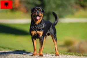 Read more about the article Rottweiler tenyésztők és kölykök Albániában