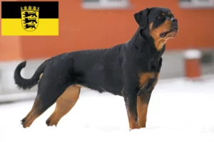 Read more about the article Rottweiler tenyésztők és kölykök Baden-Württembergben