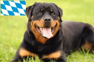 Read more about the article Rottweiler tenyésztők és kiskutyák Bajorországban