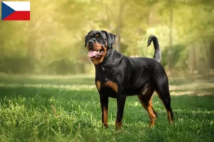 Read more about the article Rottweiler tenyésztők és kölykök Csehországban