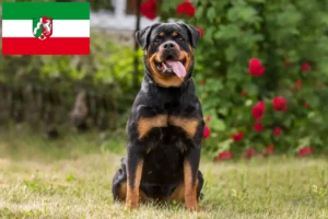 Read more about the article Rottweiler tenyésztők és kölykök Észak-Rajna-Vesztfália területén