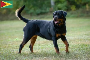 Read more about the article Rottweiler tenyésztők és kölykök Guyana-ban