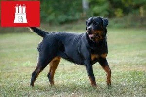 Read more about the article Rottweiler tenyésztők és kölykök Hamburgban