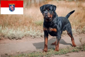 Read more about the article Rottweiler tenyésztők és kölykök Hessenben