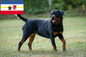 Read more about the article Rottweiler tenyésztők és kiskutyák Mecklenburg-Elő-Pomeránia tartományban