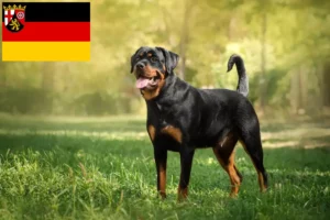 Read more about the article Rottweiler tenyésztők és kölykök Rajna-vidék-Pfalzban