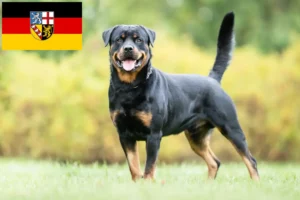 Read more about the article Rottweiler tenyésztők és kölykök Saar-vidéken