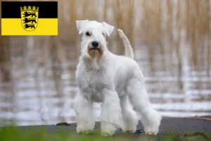 Read more about the article Schnauzer tenyésztők és kölykök Baden-Württembergben