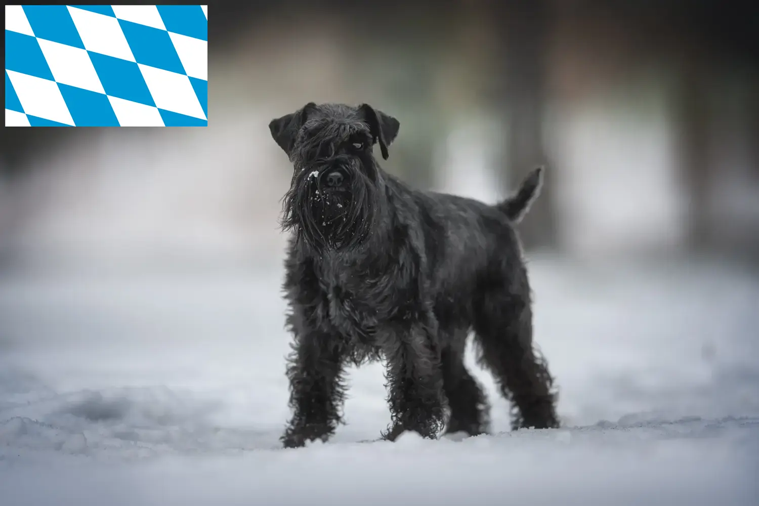 Read more about the article Schnauzer tenyésztők és kiskutyák Bajorországban