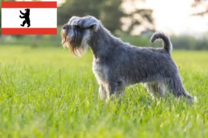 Read more about the article Schnauzer tenyésztők és kölykök Berlinben