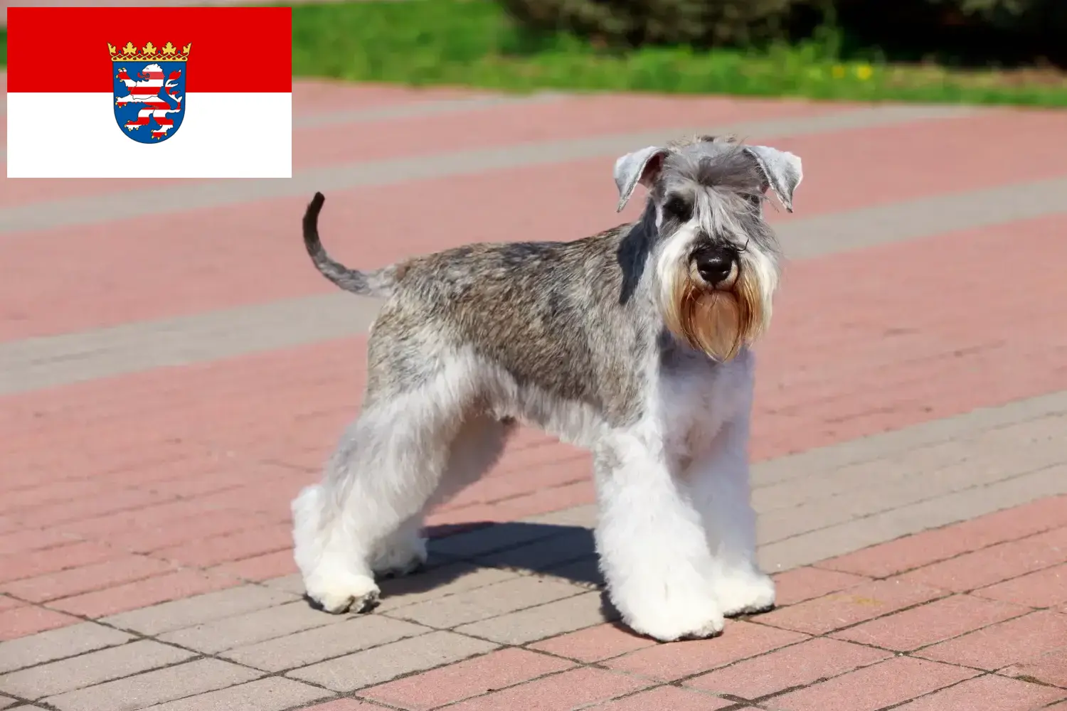 Read more about the article Schnauzer tenyésztők és kölykök Hessenben