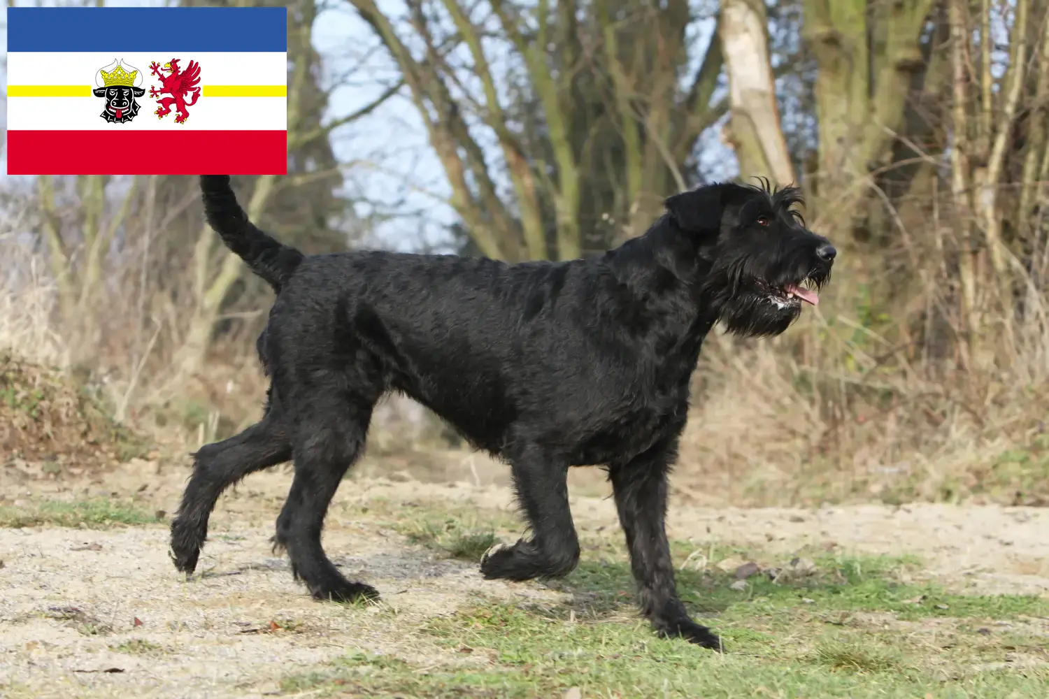 Read more about the article Schnauzer tenyésztők és kölykök Mecklenburg-Vorpommernben