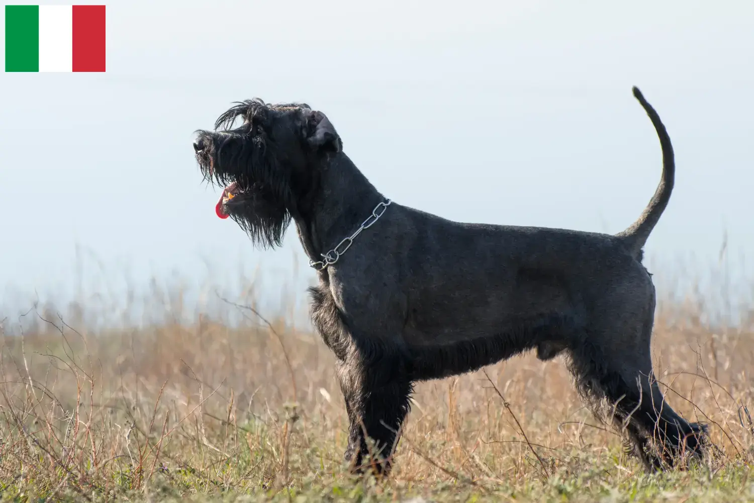 Read more about the article Schnauzer tenyésztők és kölykök Olaszországban