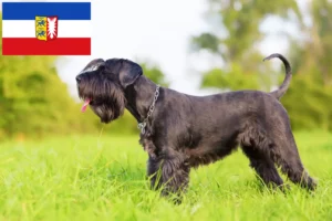 Read more about the article Schnauzer tenyésztők és kiskutyák Schleswig-Holstein tartományban