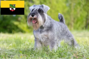 Read more about the article Schnauzer tenyésztők és kölykök Szász-Anhaltban