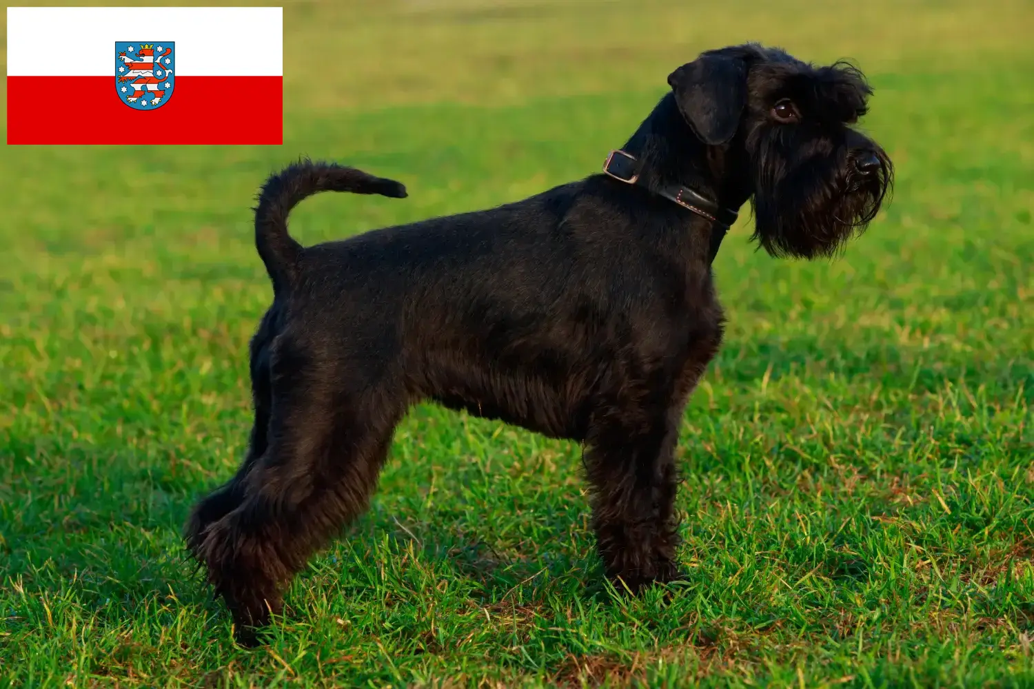 Read more about the article Schnauzer tenyésztők és kölykök Türingiában