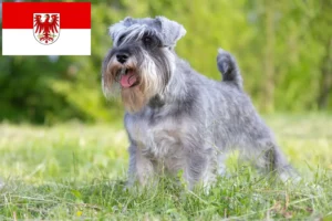 Read more about the article Schnauzer tenyésztők és kölykök Brandenburgban