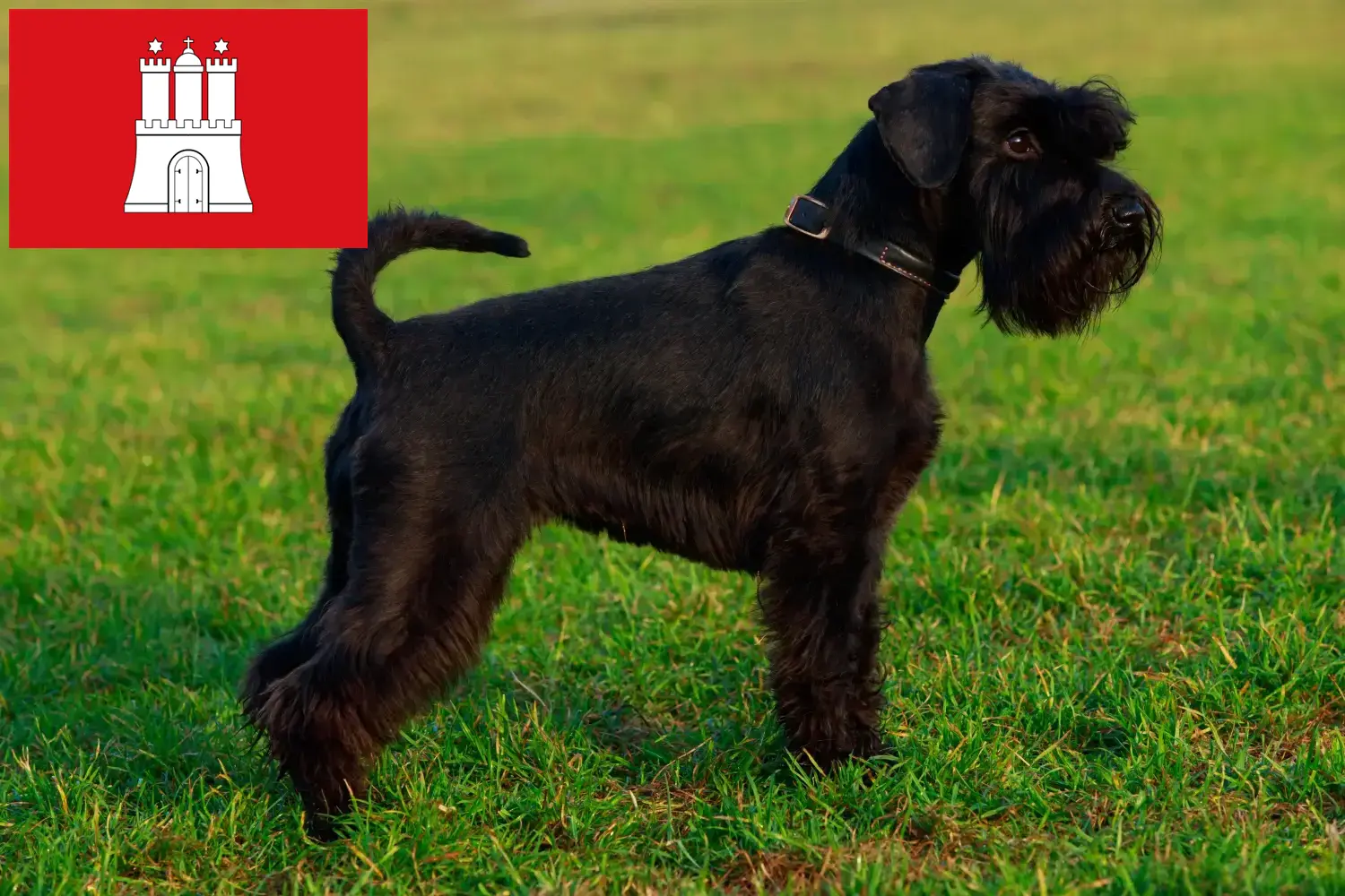 Read more about the article Schnauzer tenyésztők és kölykök Hamburgban