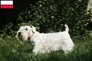 Read more about the article Sealyham terrier tenyésztők és kölykök Lengyelországban