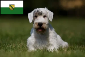 Read more about the article Sealyham terrier tenyésztők és kölykök Szászországban