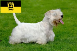 Read more about the article Sealyham terrier tenyésztők és kölykök Baden-Württembergben