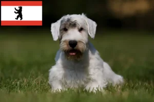 Read more about the article Sealyham terrier tenyésztők és kölykök Berlinben