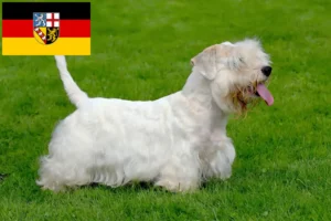 Read more about the article Sealyham terrier tenyésztők és kölykök Saarlandban