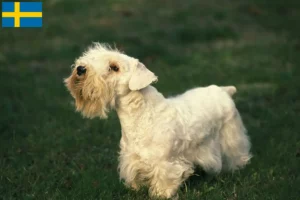 Read more about the article Sealyham terrier tenyésztők és kölykök Svédországban