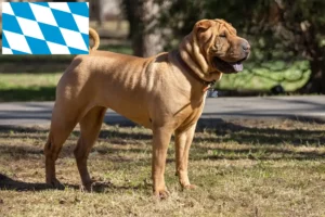 Read more about the article Shar Pei tenyésztők és kölykök Bajorországban