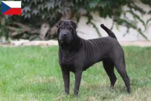 Read more about the article Shar Pei tenyésztők és kölykök Csehországban