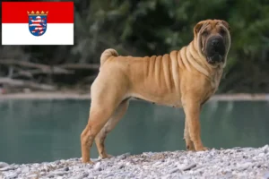 Read more about the article Shar-Pei tenyésztők és kölykök Hessenben