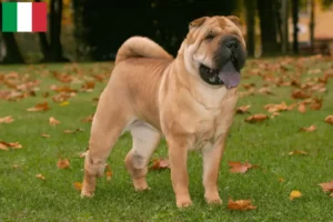 Read more about the article Shar Pei tenyésztők és kölykök Olaszországban